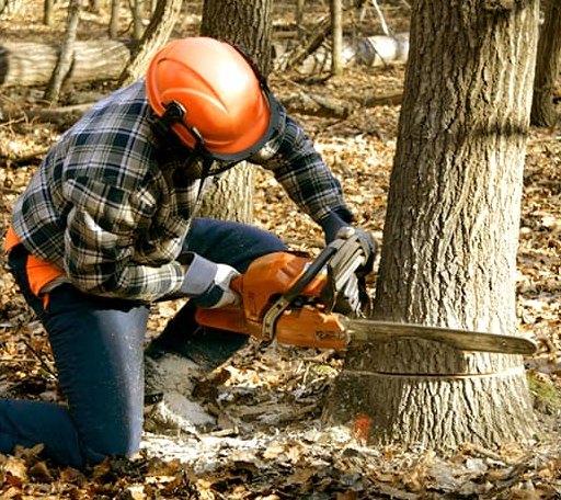 Tree Removal in Armstrong Creek, WI